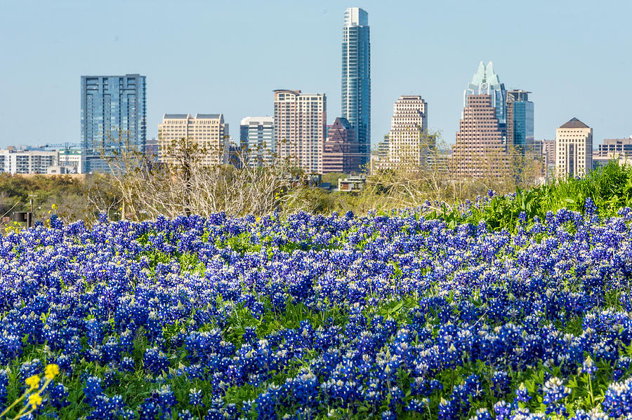 Austin Photograph - Big City Bluebonnets by Wally Taylor