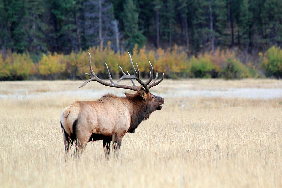 Big Colorado Bull Photograph by Shane Bechler