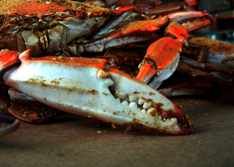Big Crab Claw Photograph by Bill Swartwout