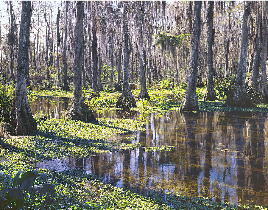 149743-H-Big Cypress Swamp  Photograph by Ed  Cooper Photography