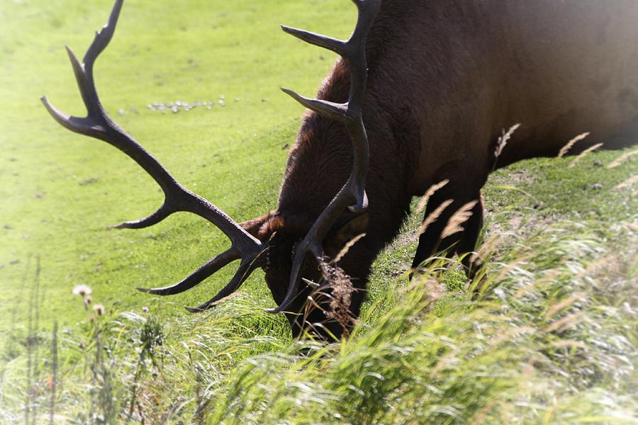 Elk Photograph - Big Daddy by Audreen Gieger