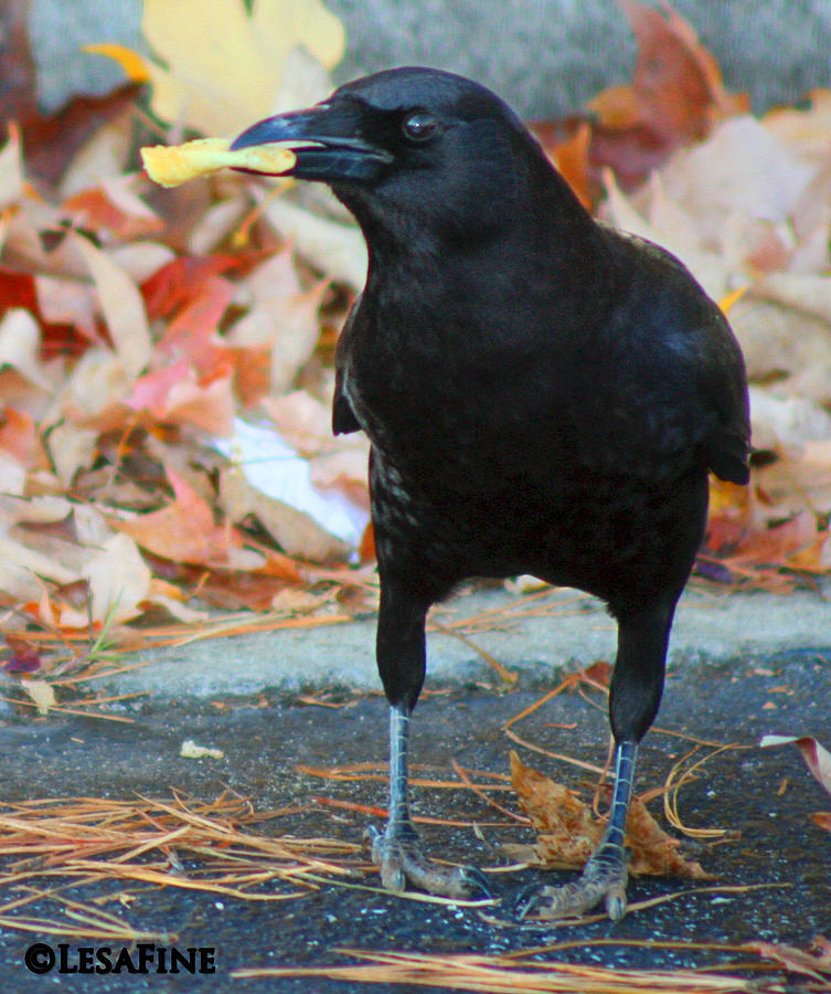 Crow Photograph - Big Daddy Crow Leaf Picker by Lesa Fine
