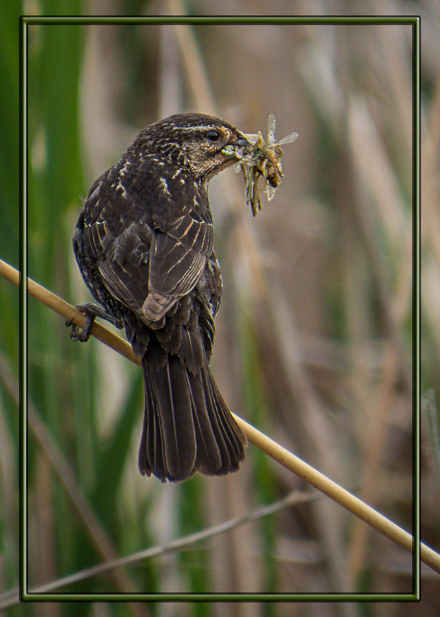 Big Dinner for Female Red Winged Blackbird II Photograph by Patti Deters