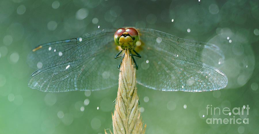 Big Dragonfly Photograph by Jaroslaw Blaminsky