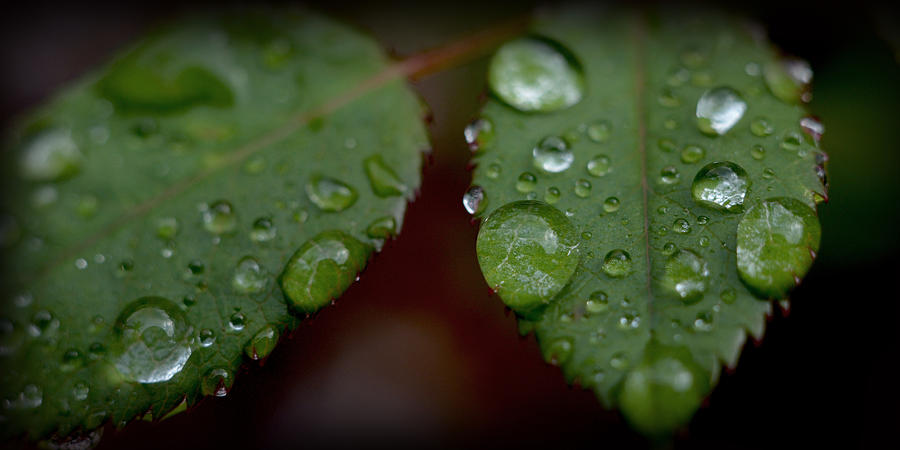 Big Drops Photograph by Craig Incardone