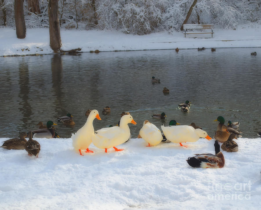 Big Ducks In Town Photograph by Luther Fine Art