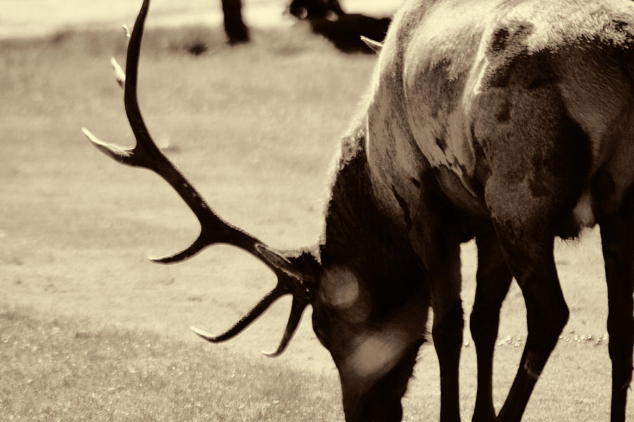 Big Photograph - Big Elk in Sepia by Audreen Gieger
