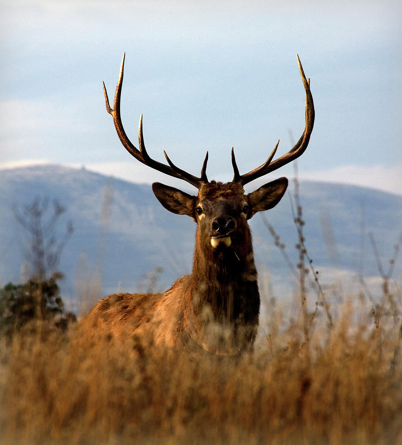 Big Elk With Large Rack Of Horns Photograph by William Perry - Fine Art ...