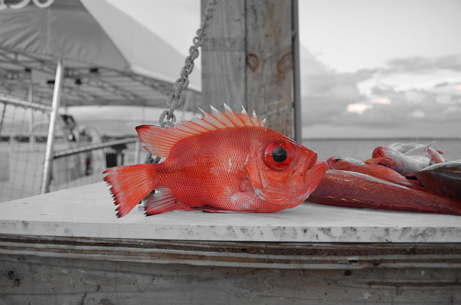 Bigeye Snapper- Facts and Photographs