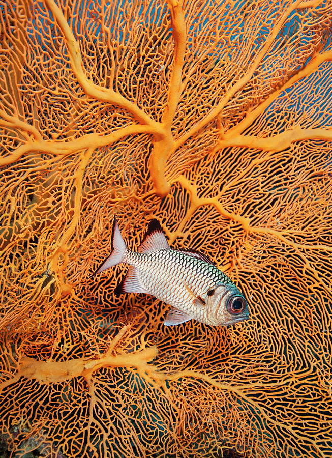 Big Eye Squirrel Fish With Fan Coral In Photograph by Alastair Pollock Photography