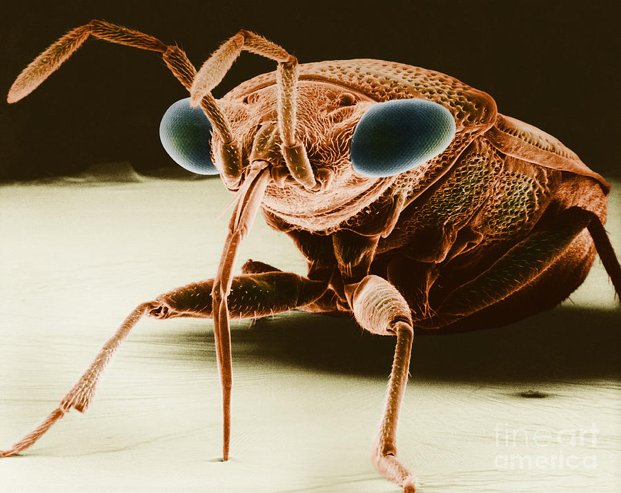 Big-eyed Bug Photograph by David M Phillips