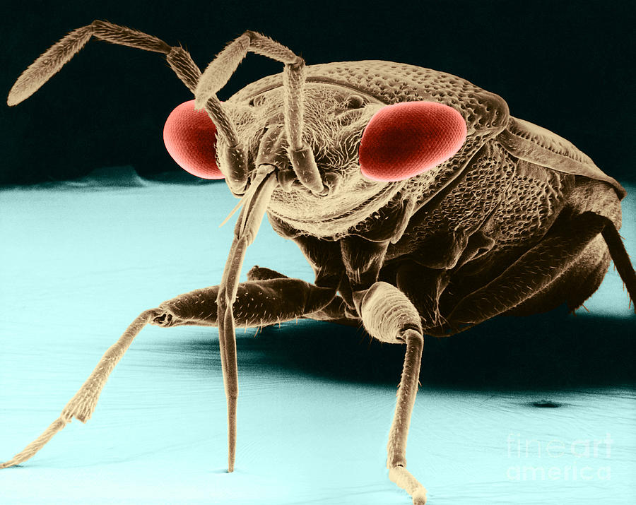 Animal Photograph - Big-eyed Bug Sem by David M Phillips