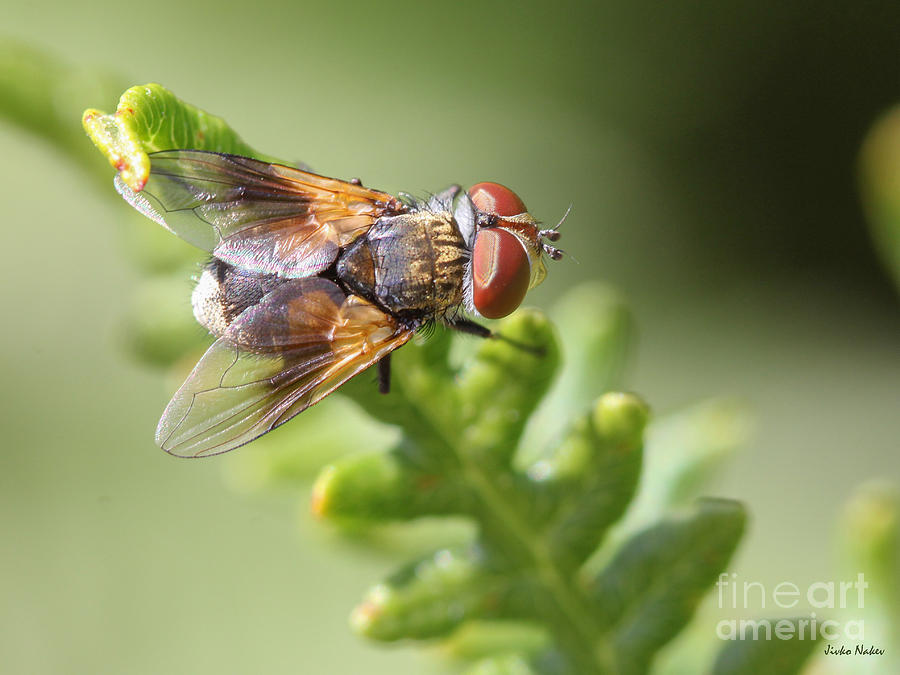 Big eyed fly Photograph by Jivko Nakev