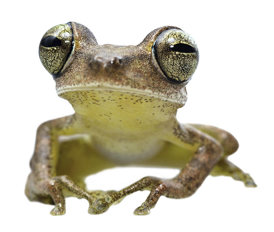 Jungle Photograph - big eyed frog Hypsiboas fasciatus by Dirk Ercken