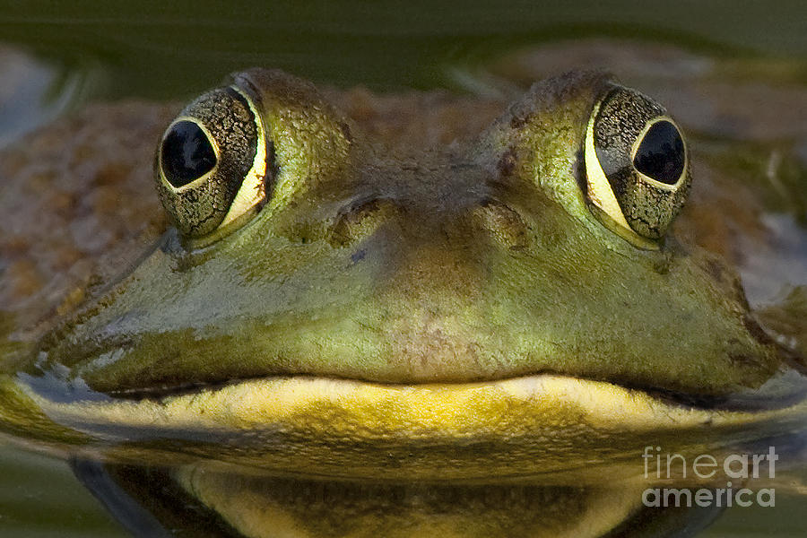 Bull Frog Close Up Photograph by Linda D Lester