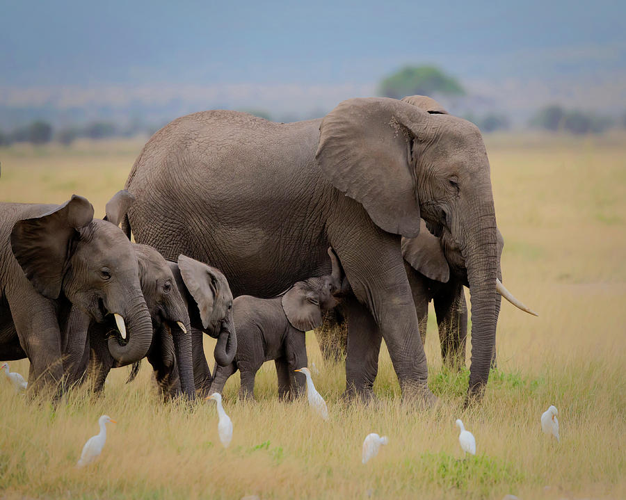 Elephant Photograph - Big Family by Young Feng