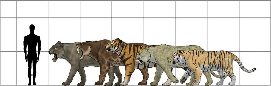 Dinosaur Digital Art - Big Felines Size Chart by Vitor Silva