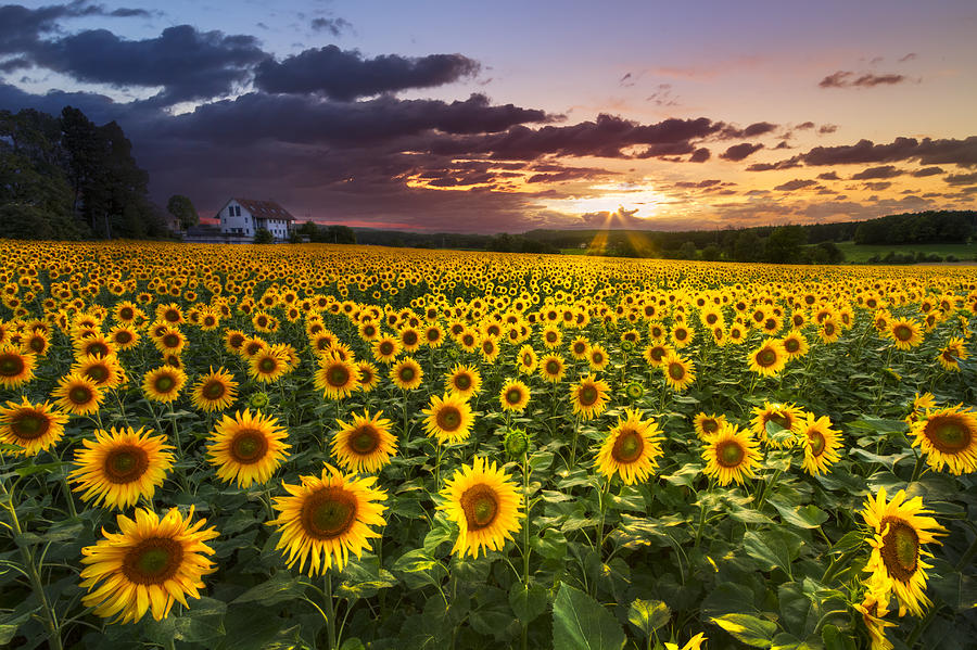 Big Field of Sunflowers Photograph by Debra and Dave Vanderlaan