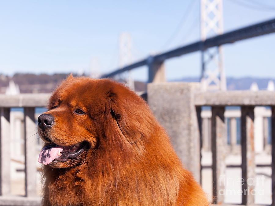 Big Fluffy Dog At The San Francisco Bay Bridge 5D29709 Photograph by Wingsdomain Art and Photography