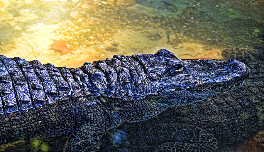 Reptile Photograph - Big Gator by Joe Bledsoe