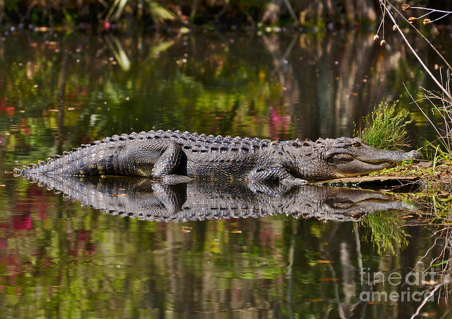 Big Gator Reflection Photograph by Kathy Baccari