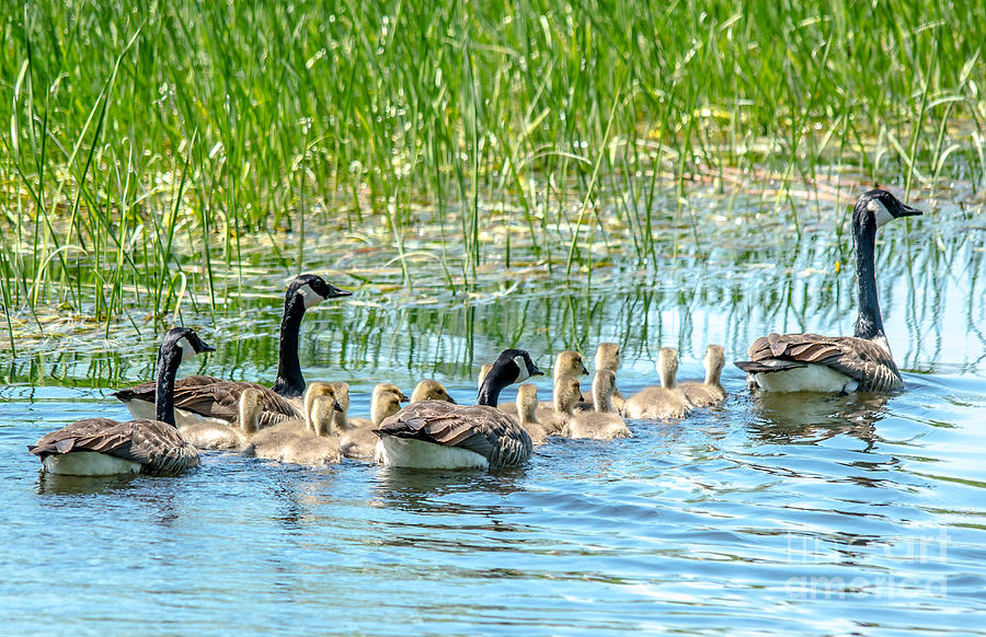 Big Goose Family Photograph by Cheryl Baxter