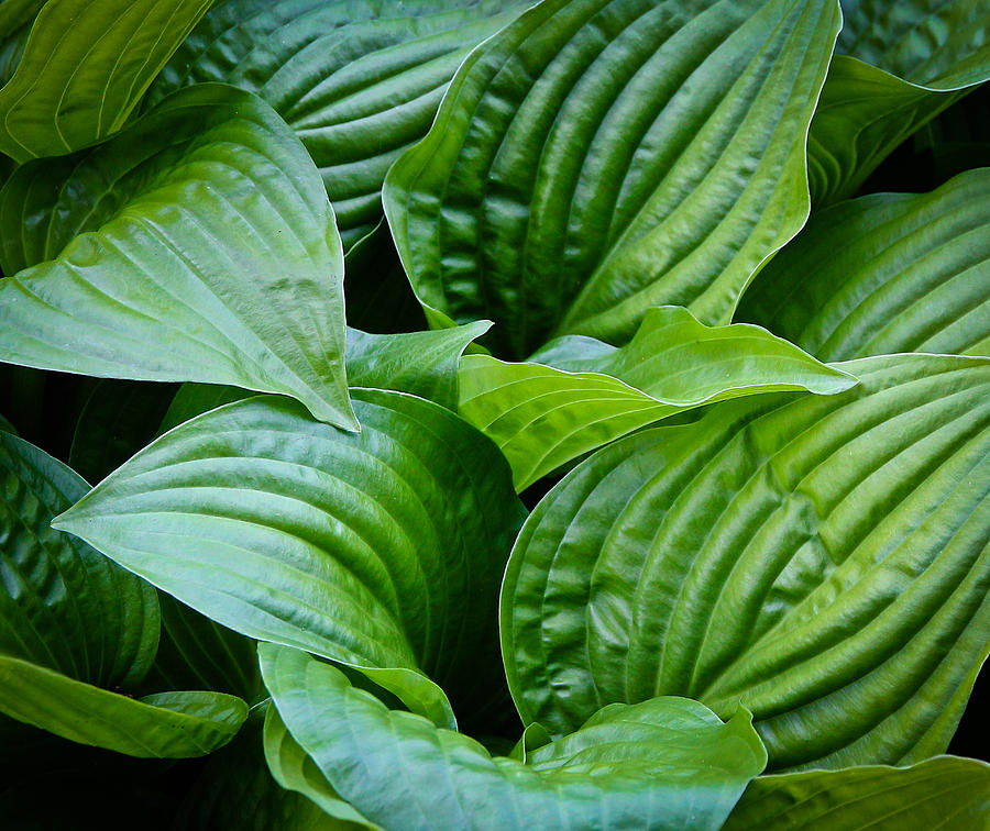 Tropical Green Leaves Photograph by Athena Mckinzie