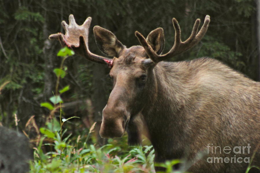Moose Photograph - Big Guy by Rick  Monyahan