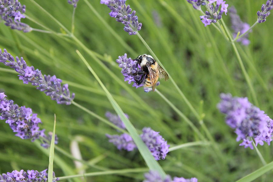 Flower Photograph - Big Honey Bee by Mavis Reid Nugent