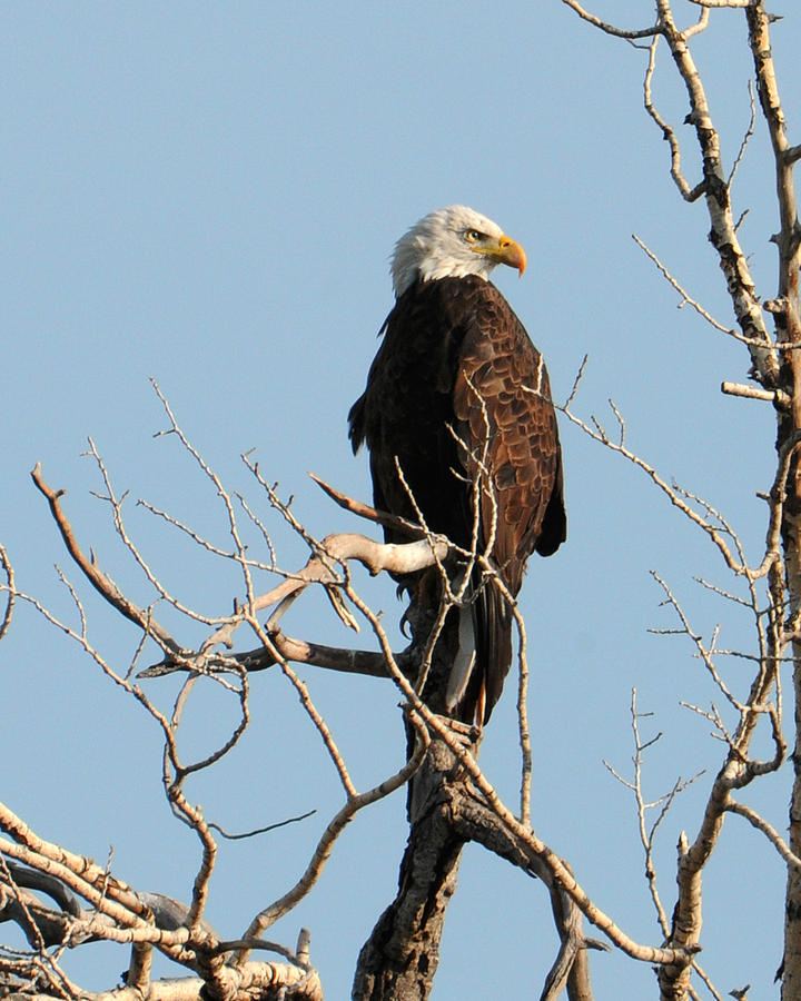 Big Horn Bald Eagle Photograph by David Armstrong