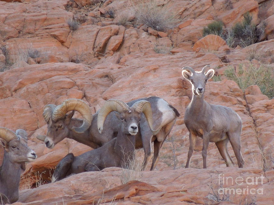 Wildlife Photograph - Big Horn Group Pose by Donna Jackson