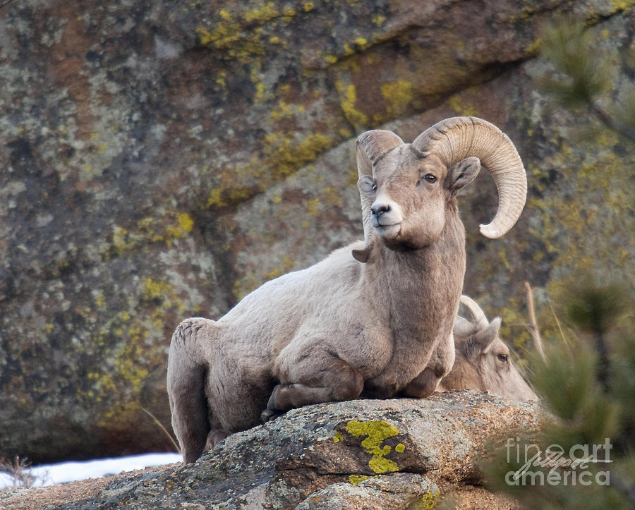 Rocky Mountain National Park Photograph - Big Horn by Bon and Jim Fillpot