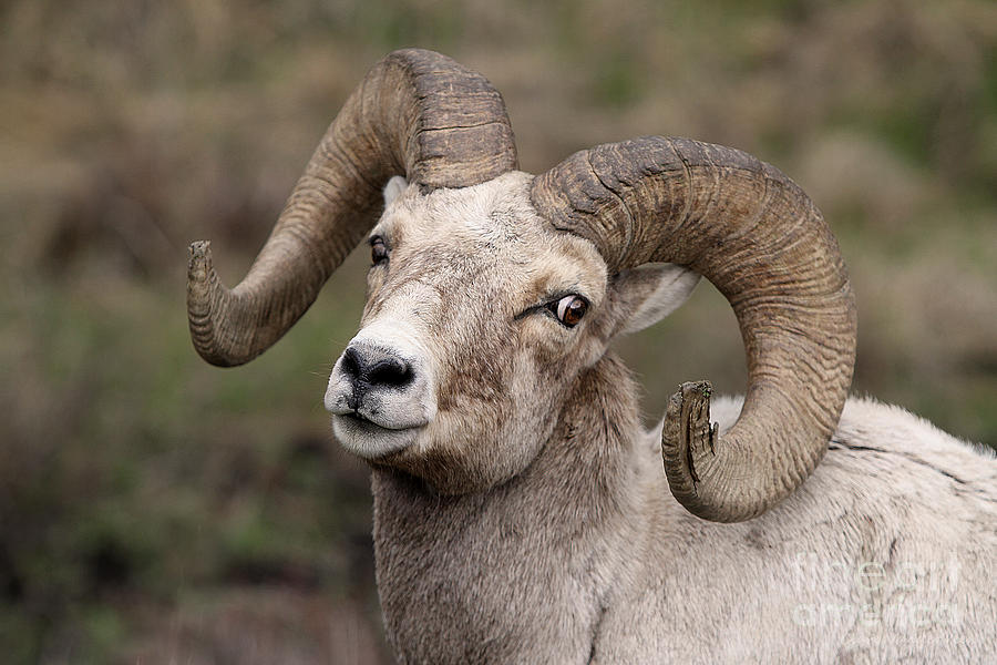 Big Horn Posture Photograph by Clare VanderVeen