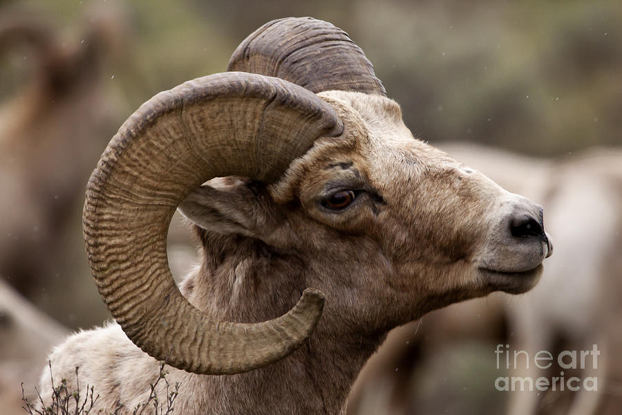 Sheep Photograph - Big Horn Ram   #1503 by J L Woody Wooden