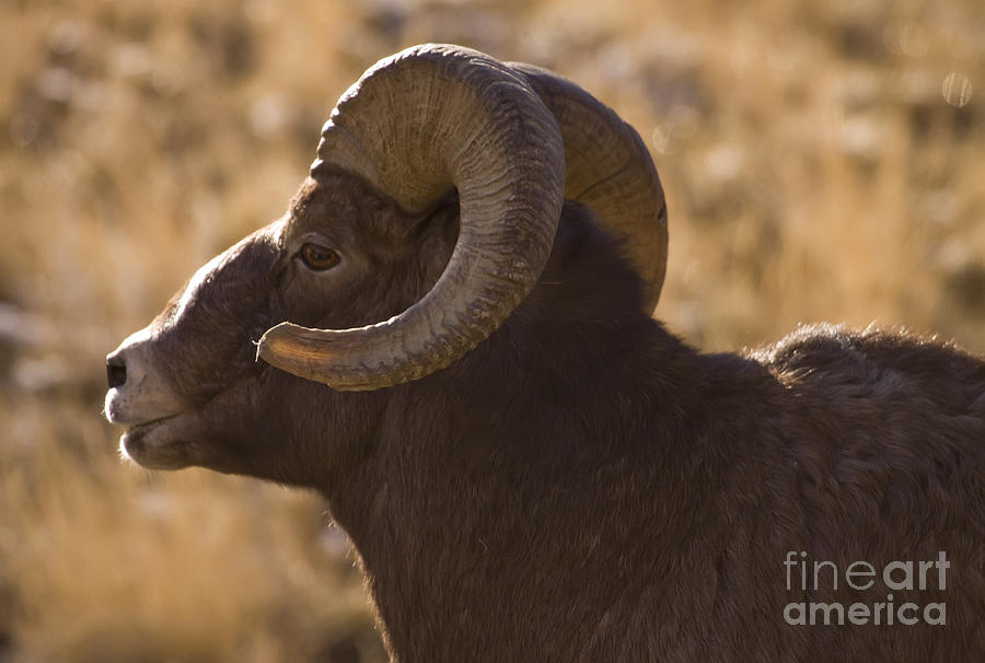 Ovis Canadensis Photograph - Big Horn Ram   #4909 by J L Woody Wooden
