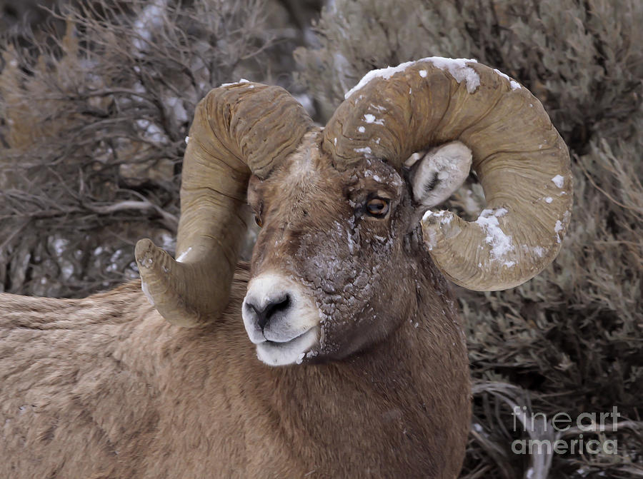 Big Horn Ram   #9603 Photograph by J L Woody Wooden