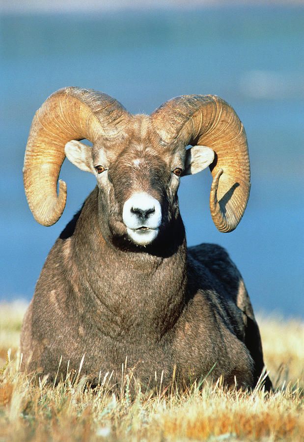 Big Horn Ram Photograph by Animal Images - Pixels