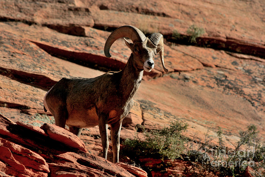 Big Horn Ram at Zion Photograph by Marty Fancy