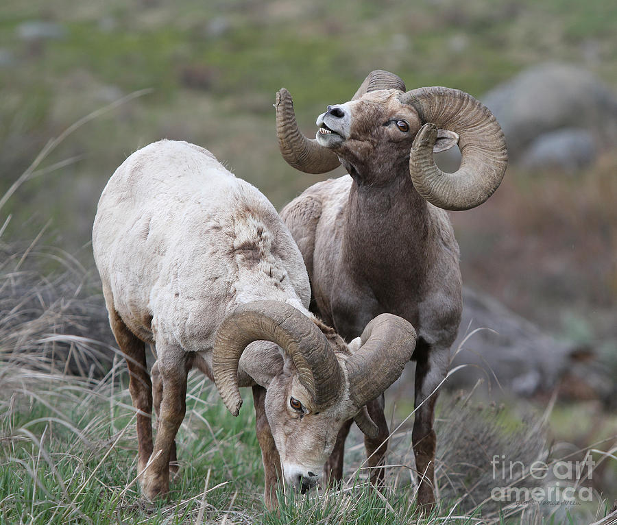 Big Horn Ram Duo Photograph by Clare VanderVeen