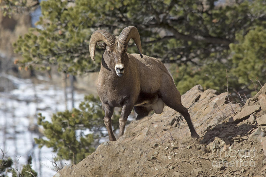 Big Horn Ram Photograph by Gary Beeler
