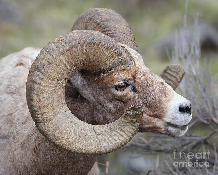 Big Horn Ram Side View Photograph by Clare VanderVeen