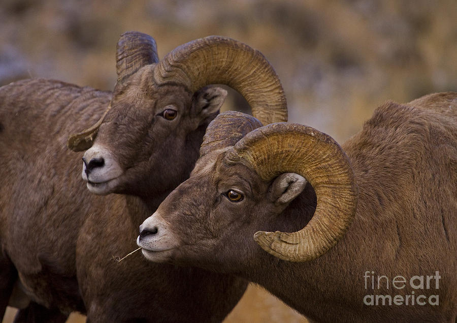 Big Horn Rams   #4664 Photograph by J L Woody Wooden