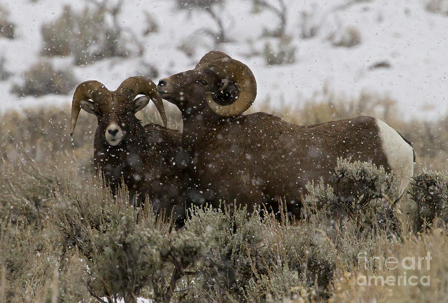 Big Horn Sheep Photograph - Big Horn Rams In Snow   #2484 by J L Woody Wooden