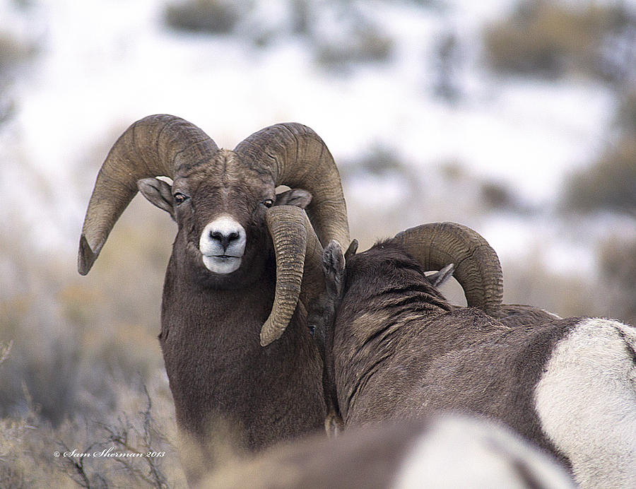 Yellowstone National Park Photograph - Big Horn Rams Squaring off in Wyoming by Sam Sherman