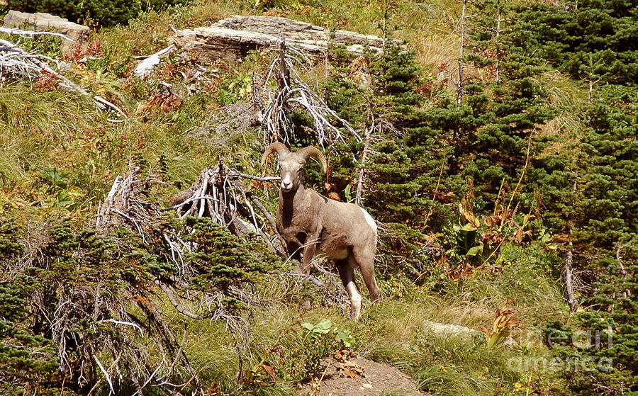 Big Horn Sheep - Glacier Photograph by Cindy Murphy - NightVisions 