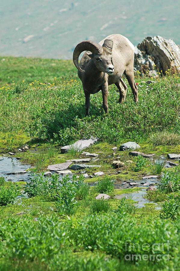 Big Horn Sheep - Glaicer Photograph by Cindy Murphy - NightVisions 