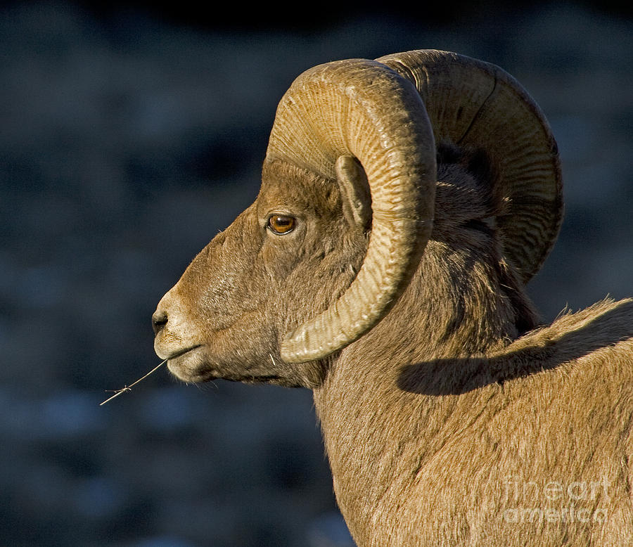 Big Horn Sheep   #0240 Photograph by J L Woody Wooden