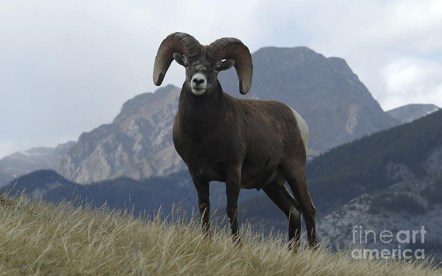 Big Horn Sheep 2 Photograph by Bob Christopher