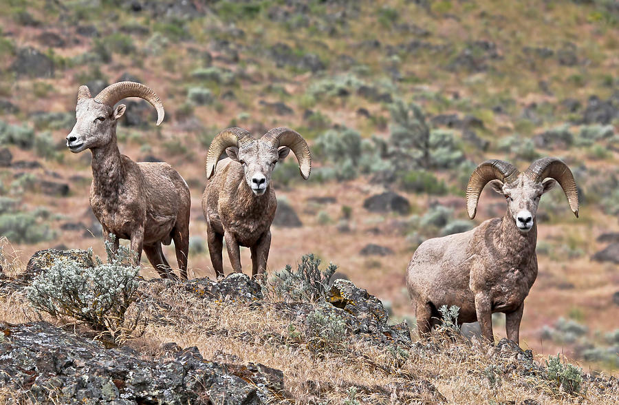 Big Horn Sheep Photograph by Athena Mckinzie