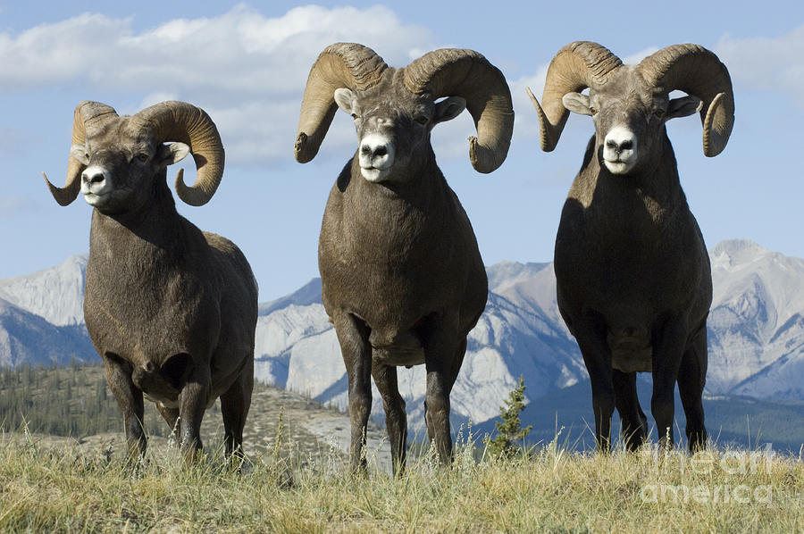 Big Horn Sheep Photograph by Bob Christopher